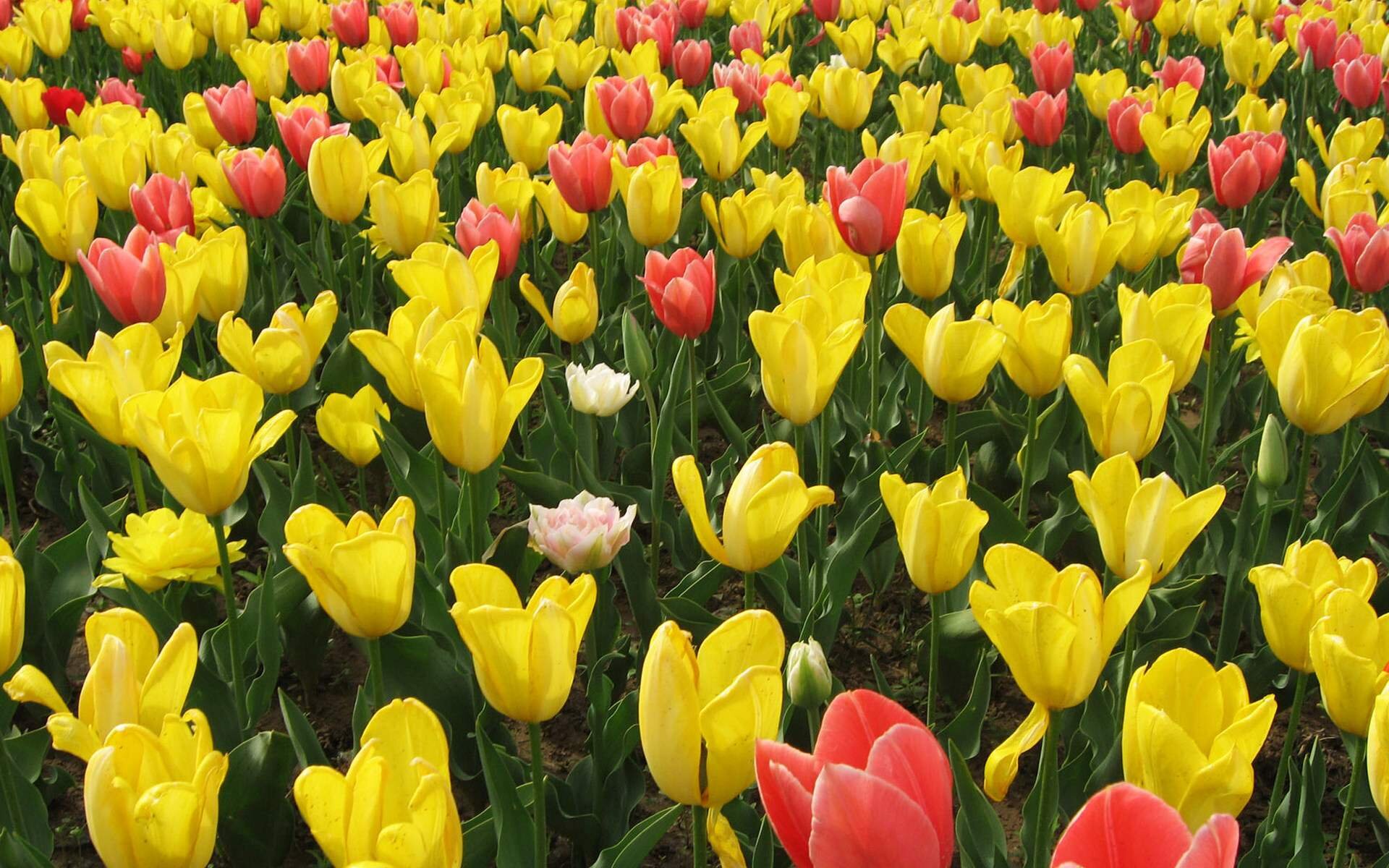 We are buds preparing to bloom into beautiful flowers But we must apply the right elements;the right environment, careful attention and daily grooming.