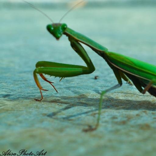 AlisaPhotoArt's profile picture. 