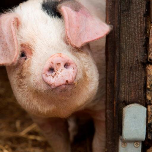 A family run Farm Shop, Butchery and Restaurant nestling in the beautiful North Buckinghamshire countryside next to the Stowe Estate.