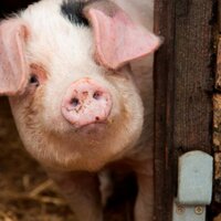 Boycott Farm Shop (@boycottfarm) 's Twitter Profile