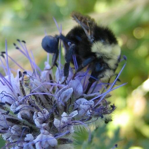 Pollinator Farm highlights scientific research that helps us understand how to support pollinators and other beneficial insects on working lands.