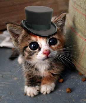 Classy Catz here. Tweeting the truth while wearing a cool hat. Get at me.