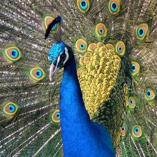 ArgosWebbot's profile picture. 