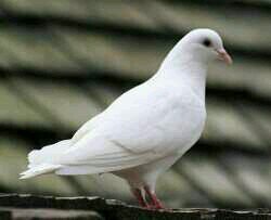 ‏‏‏سبحان الله وبحمده سبحان الله العظيم ♥♡هدفي رضاء ربي