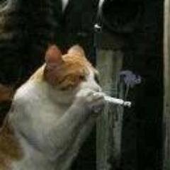mugusta sona ganha, porta
     ,megusta fregar y