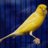 dalin2746's profile image
