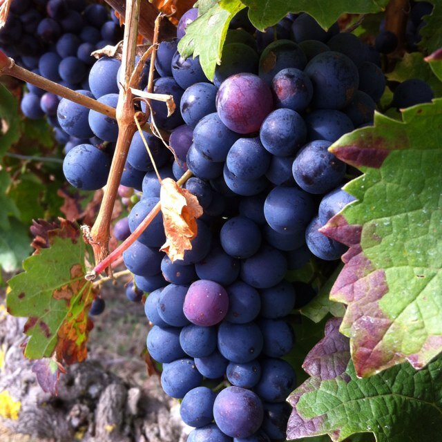 Pennsylvania based Wine Importers. Passionate about all wines from around the world. We believe in Good Value Great Wines !