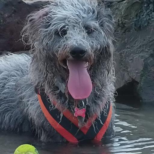 Love my Labradoodle Dudley!