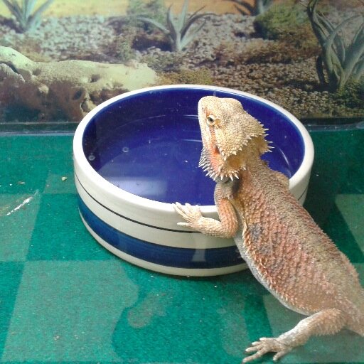 ExoticJungle1's profile picture. Morgantown's Pet SUPERstore!