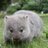 OpenWombat