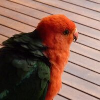 aj (@annabison1) 's Twitter Profile