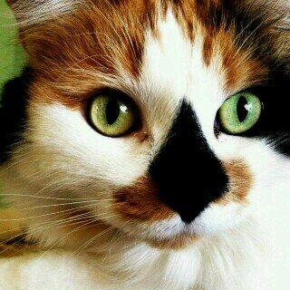 I'm Blacknose but call me Black. Kits Swift Brown Tiger Scorch Warm & Ripple I kill the father of B and Sw #Evil #Rogue #Female #Taken by @TigerbloodWC