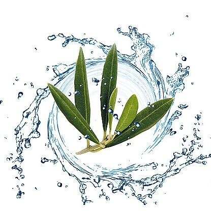 Estratto di foglie d' Olivo Bio contiene tutti i principi attivi dell' Olivo un Miracolo della Natura - email: estrattofoglieolivobio@gmail.com