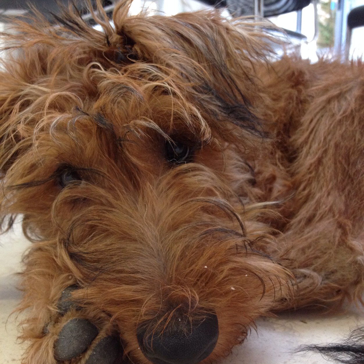 Reggie O'Mahony Irish terrier from london