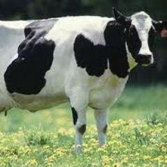 Gardentweeny's profile picture. Celestial Enterprises