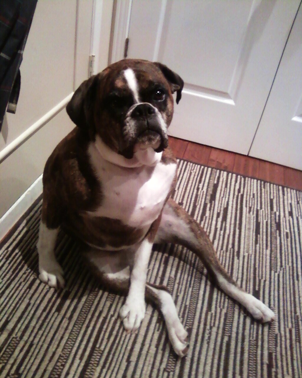 Just another dog who writes their thoughts.