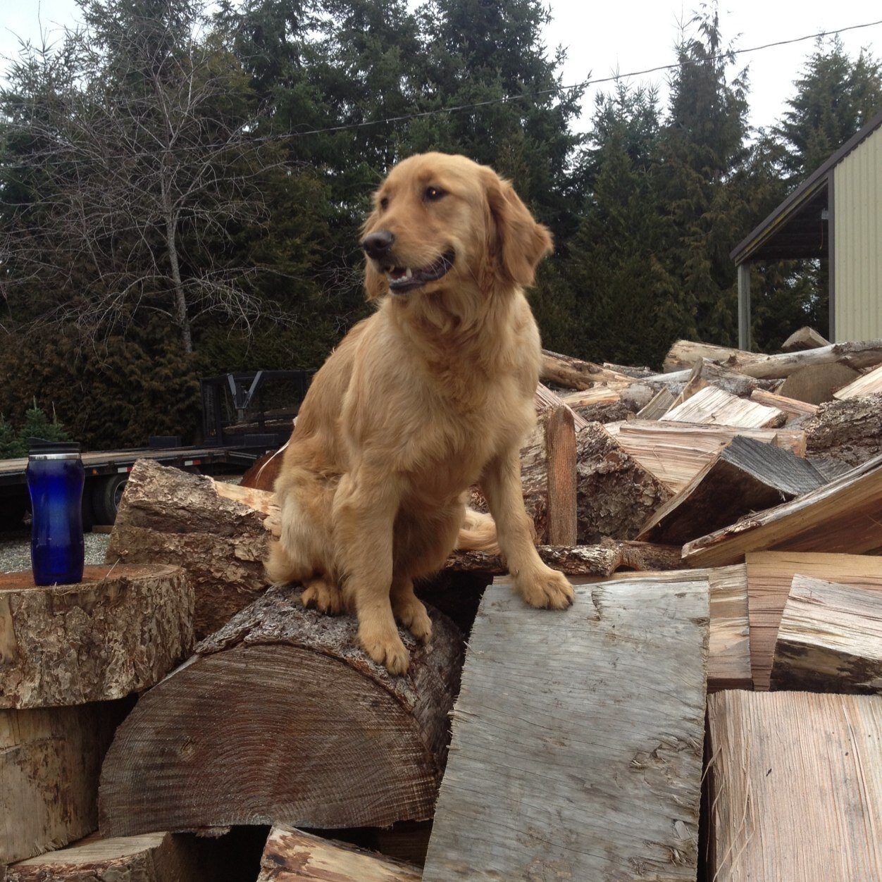 BenschoterTom's profile picture. 