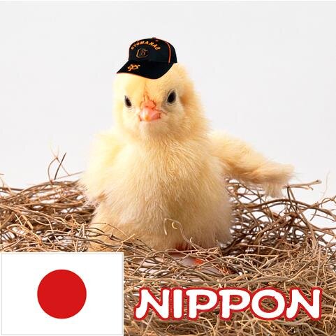 ピヨさんのプロフィール画像