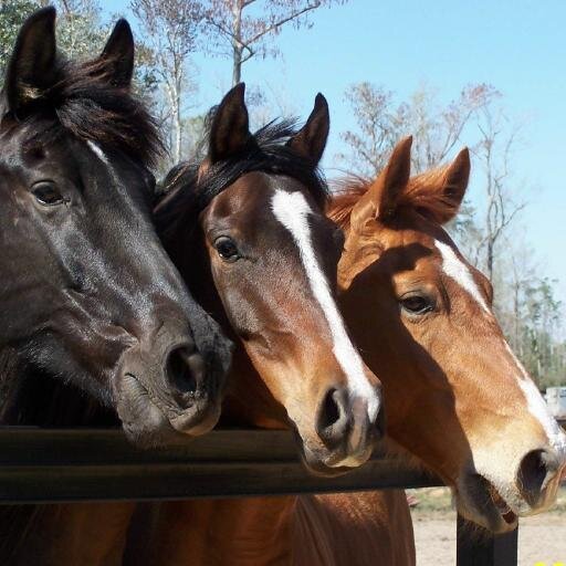 Horse Advocate - working for the passage of congressional anti-slaughter legislation and protection and proper management of American wild horses.