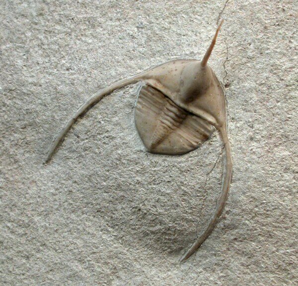 Likes Cambrian explosions. 
Dislikes Permian extinctions.