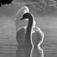 New Image Ireland (@newimageireland) Twitter profile photo