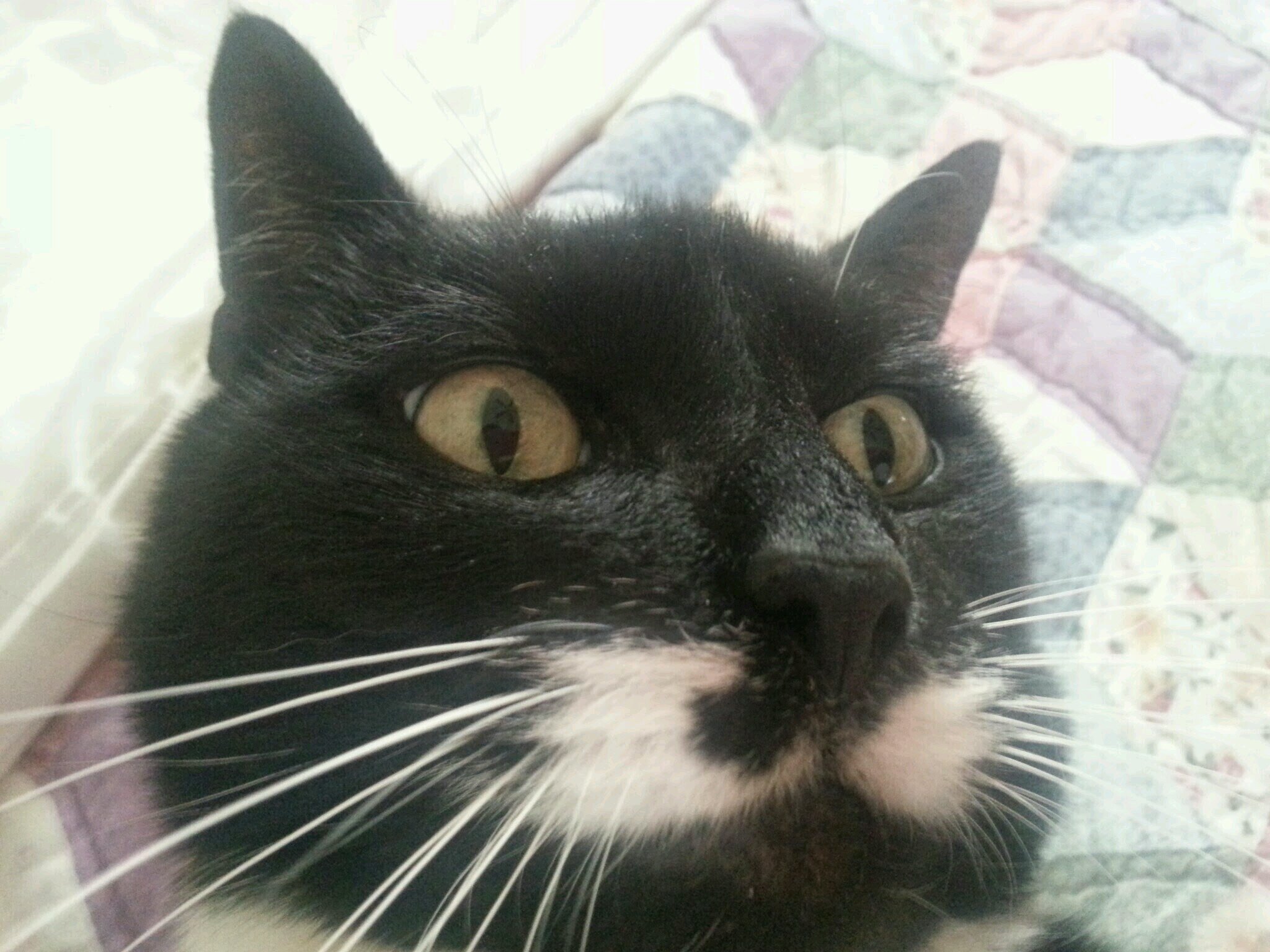 LynnIzatzo1986's profile picture. 