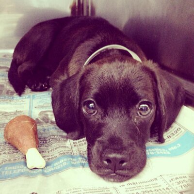urgent dogs of miami urgent dogs of miami urgentdogsmiami urgent dogs of miami urgent dogs of miami urgentdogsmiami