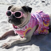 Matti The Pug (@mattithepug) 's Twitter Profile