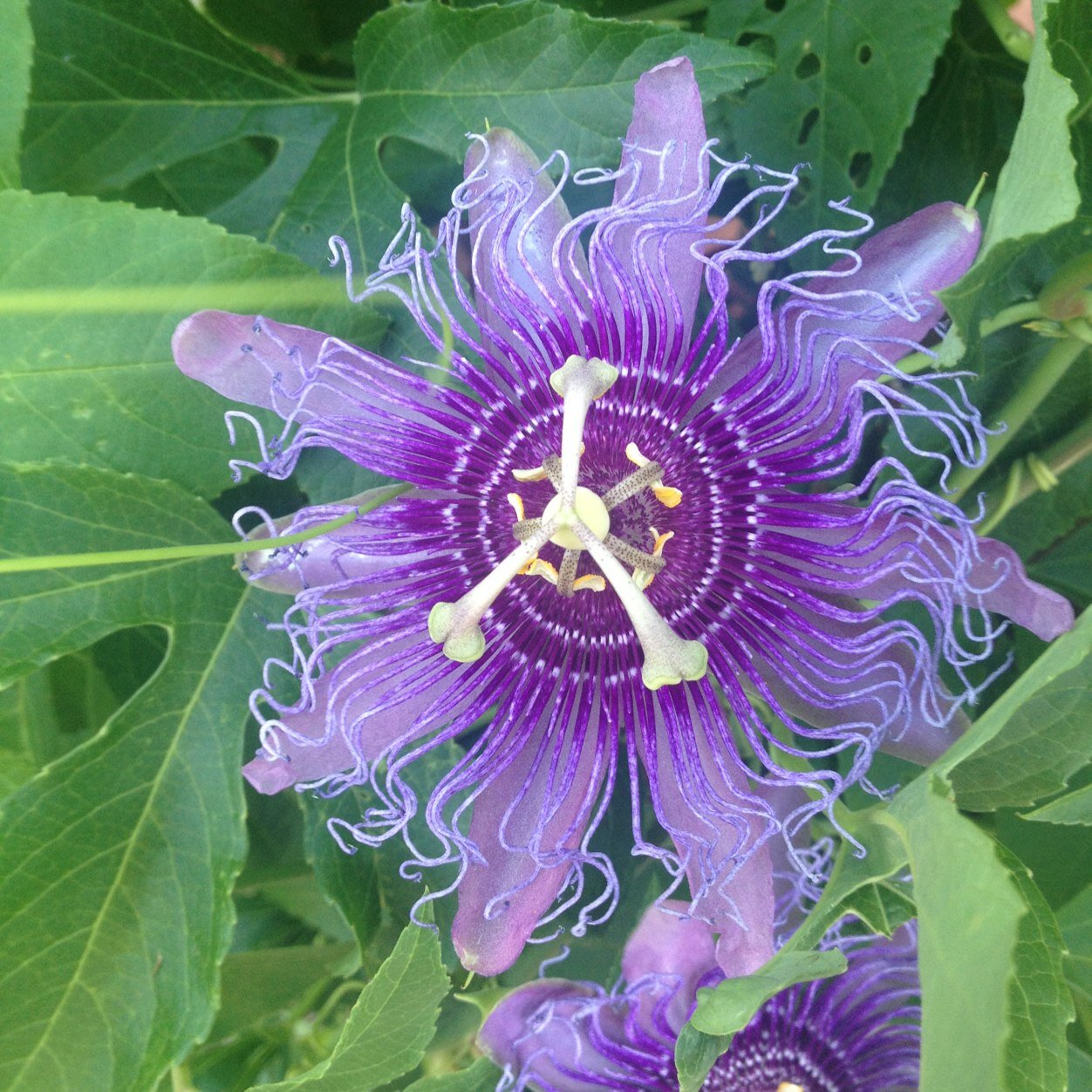 Kteamthomas's profile picture. 