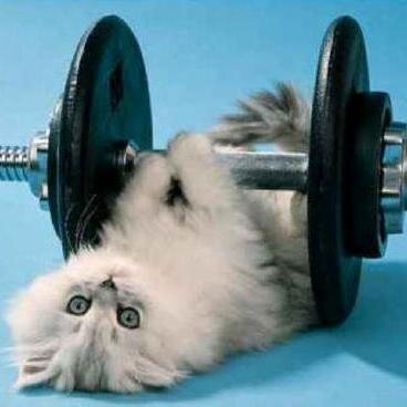 here to b ur inspurration & fitspurration!! #kittehlife #inspurration #fitspurration