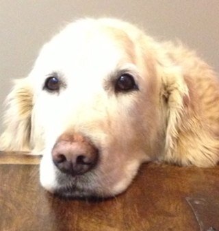 NietoMila Profile Picture