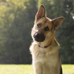 Hier findet Ihr Infos über Hunde
Von der Kategorie Anschaffung eines Hundes, über Spiele für Hunde bis hin zur Hundesprache. Erfahre hier alles über den Hund.