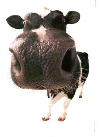 dairyresearch1 Profile Picture