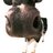 dairyresearch1's profile image