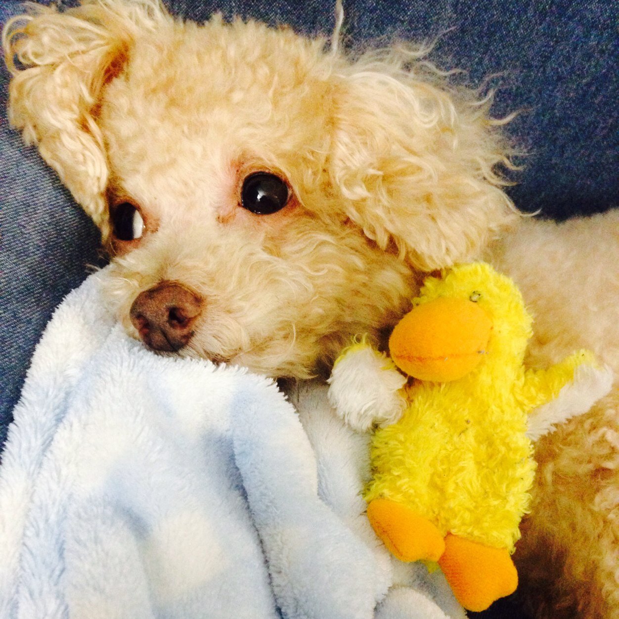 CuteKobeBear's profile picture. 