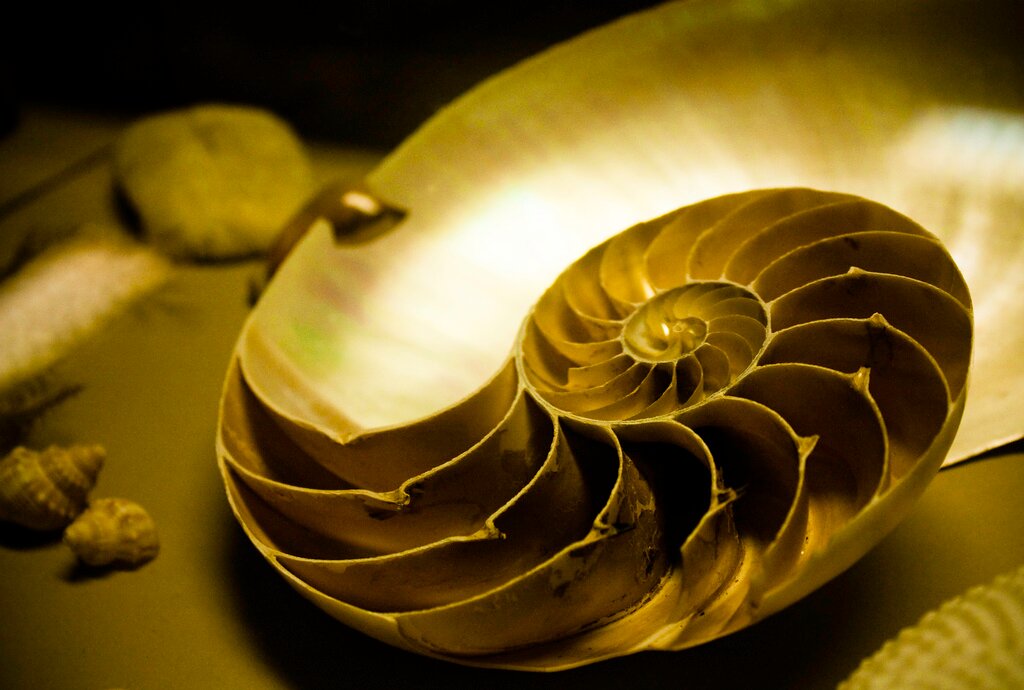 Soul Profile & Realignment Practitioner  Professional Astrologer  Sound Healer Gongs Crystal Bowls Drums Himalayan Bowls Percussion REIKI PRACTITIONER