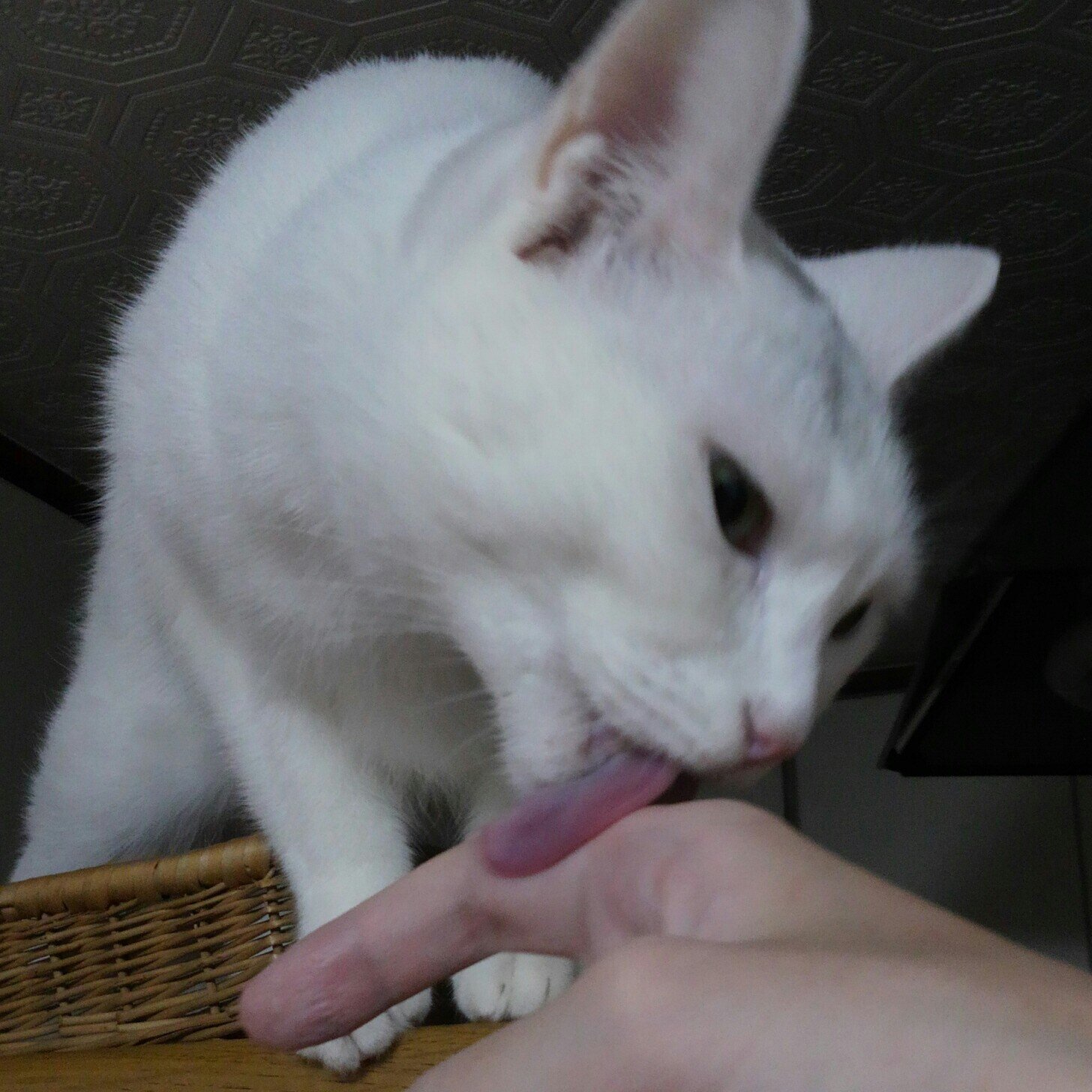 ささくれさんのプロフィール画像