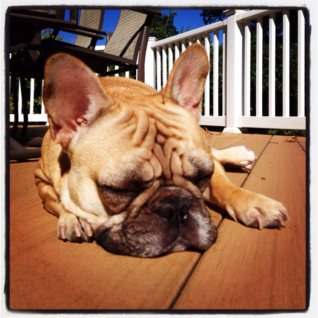 adoraBull_Lola's profile picture. 