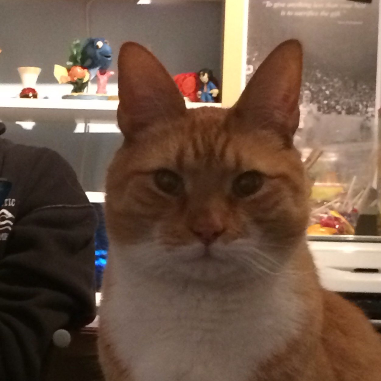 Ruler of all insolent hoomans, Protector of the kingdom