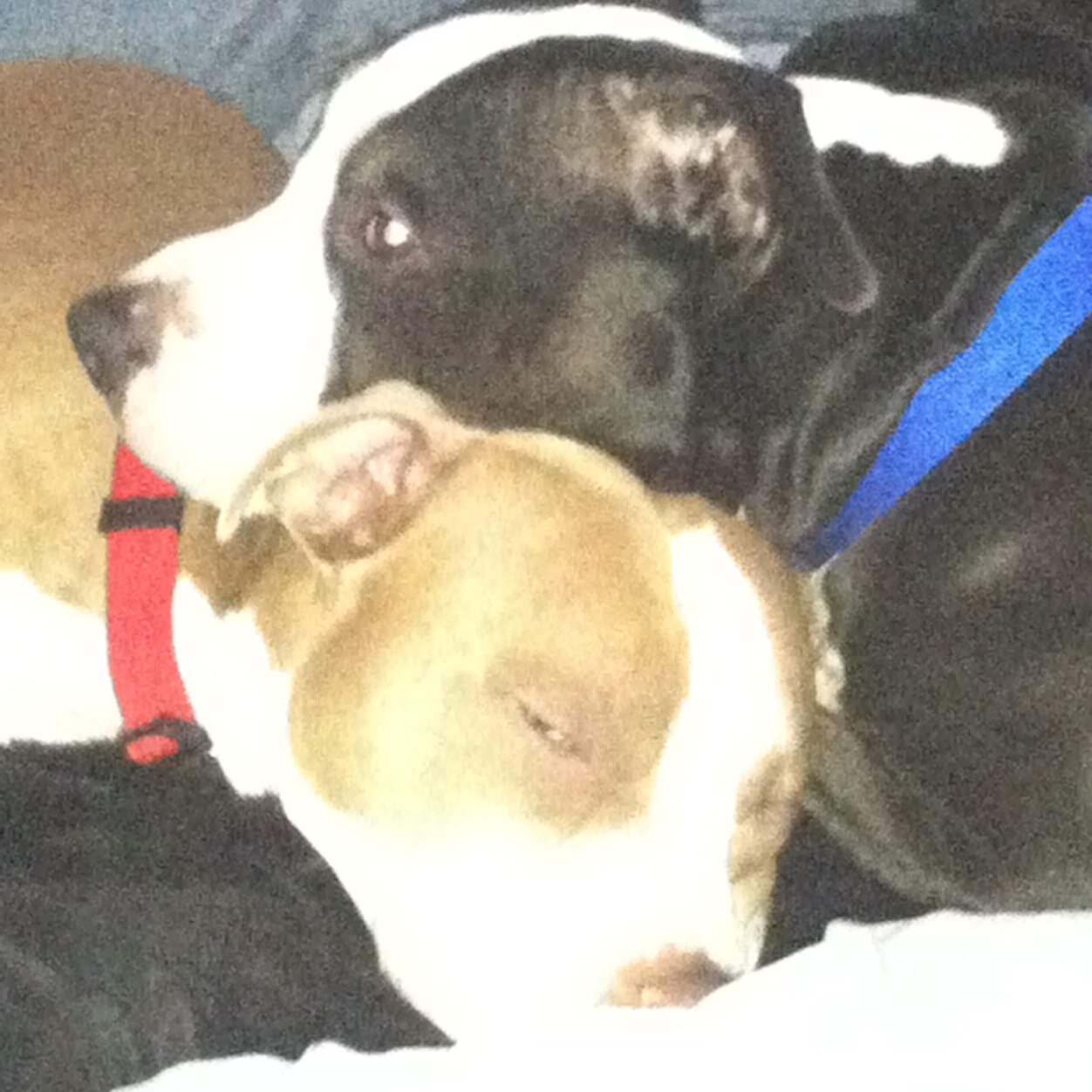 Mother--Wife--Pitbull Mommy
Hate BSL
My Dream is to open a kennel to house Pits of those going into AOD treatment!