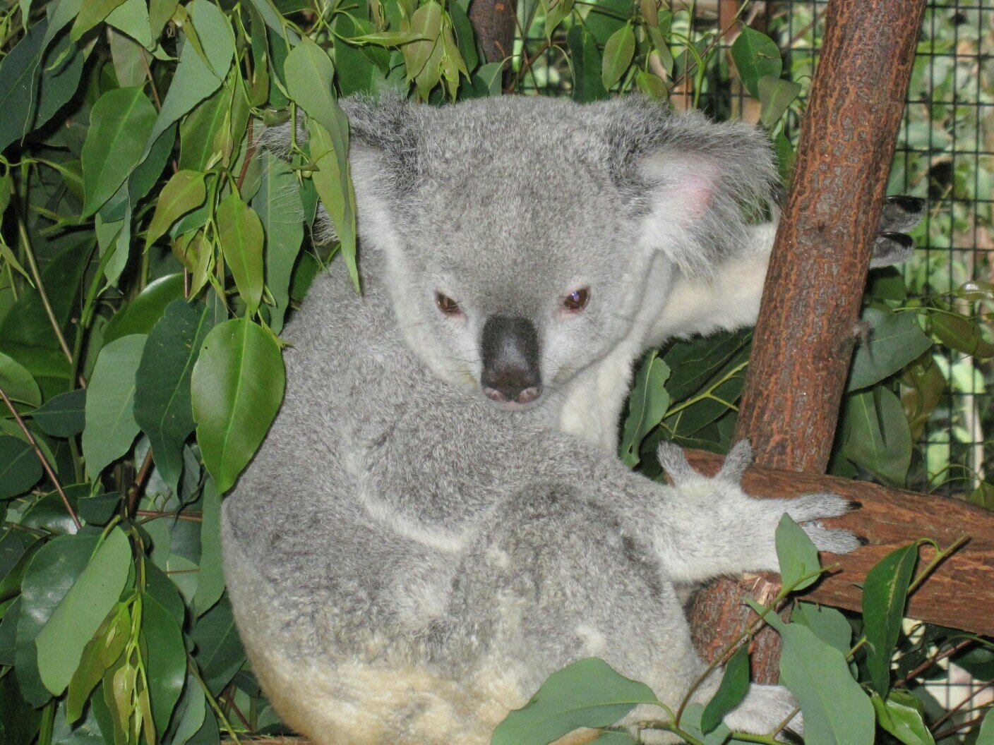 taro_lucky's profile picture. 