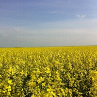Heath Sanders (@canolaheath) 's Twitter Profile