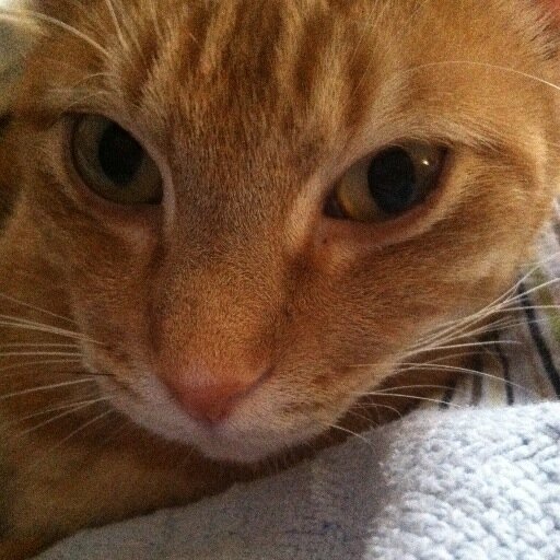 Hey everybody, I'm Tigger. My mom and sister call me Sassy. I think the reason why I got that nickname is because i act sassy:) Sadly a week ago I lost my BFF:(