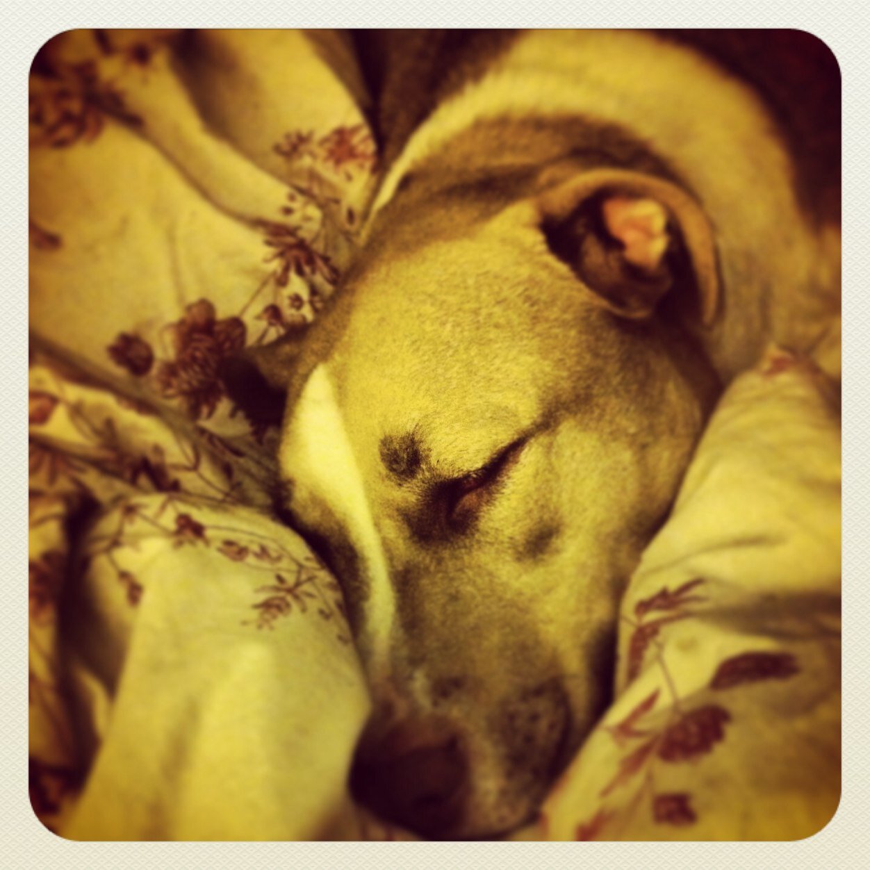 pawTreePets's profile picture. Our mission is to educate and empower pet parents - to help them make informed decisions and feel good about giving back to their pets.
