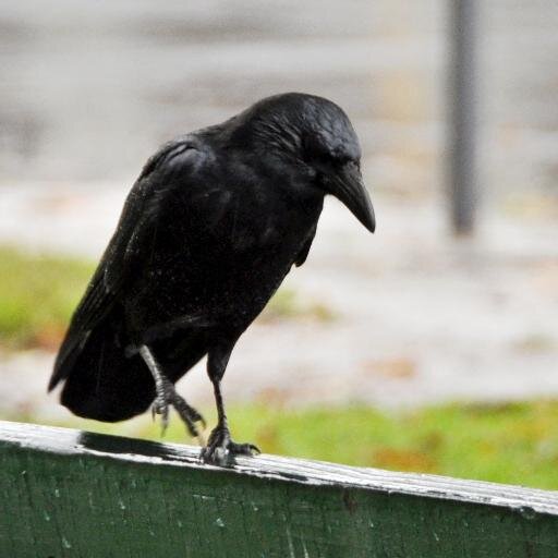 CAWWW CAW-CAW