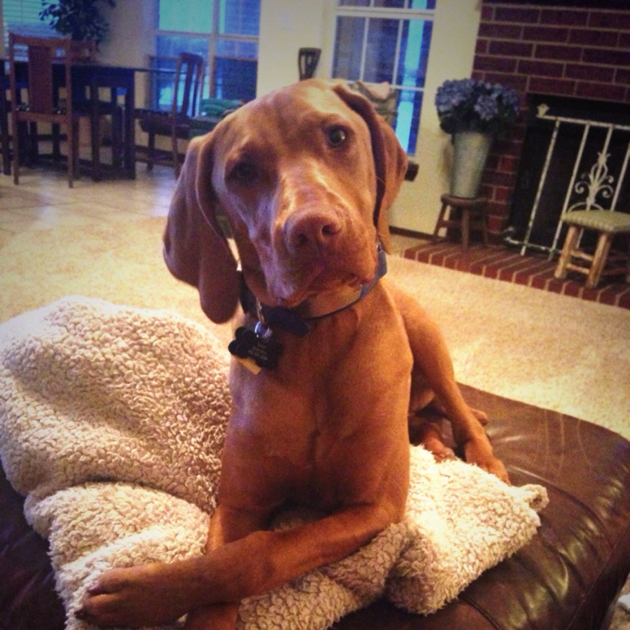 bolingboy's profile picture. 