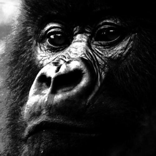 Gorilla Daddy. Big hands.