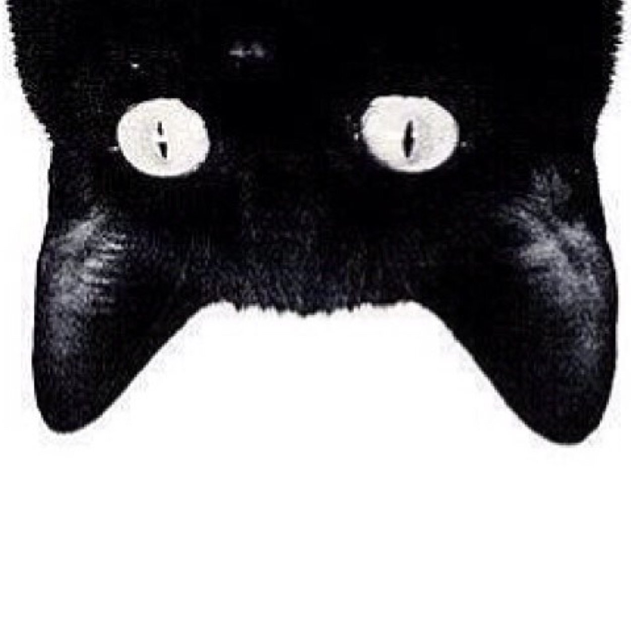 shoroog_88 Profile Picture