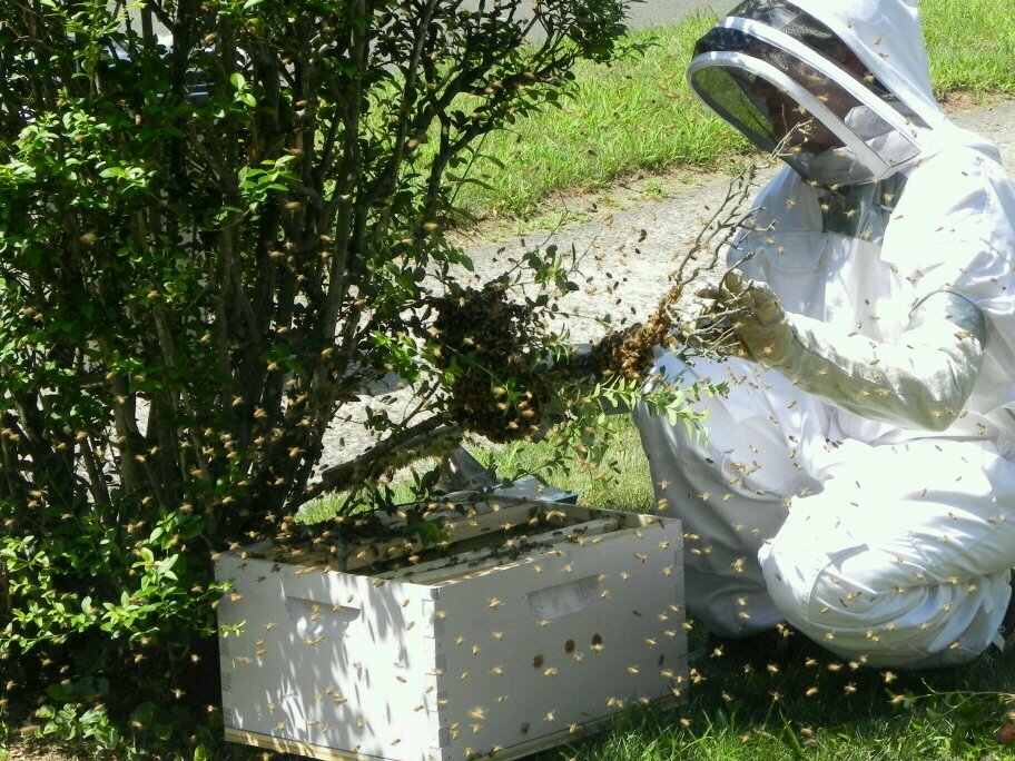 TheHumbledBee's profile picture. 