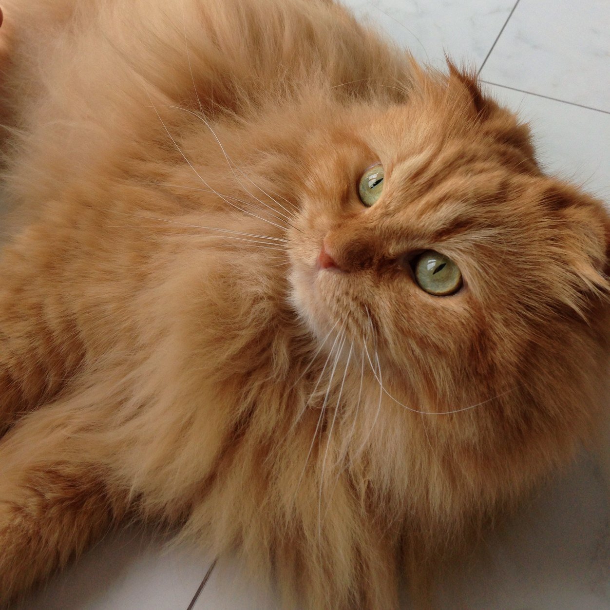 ✌️旅行も好きだけど、やっぱ家が好き🏡それよりネコ🐈が好き